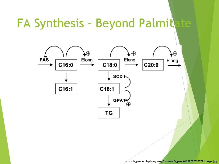 FA Synthesis – Beyond Palmitate http: //ajpendo. physiology. org/content/ajpendo/282/3/E 507/F 1. large. jpg 