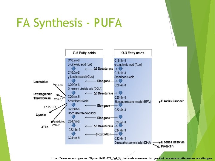 FA Synthesis - PUFA https: //www. researchgate. net/figure/224283775_fig 4_Synthesis-of-unsaturated-fatty-acids-in-mammals-by-Desaturase-and-Elongase 