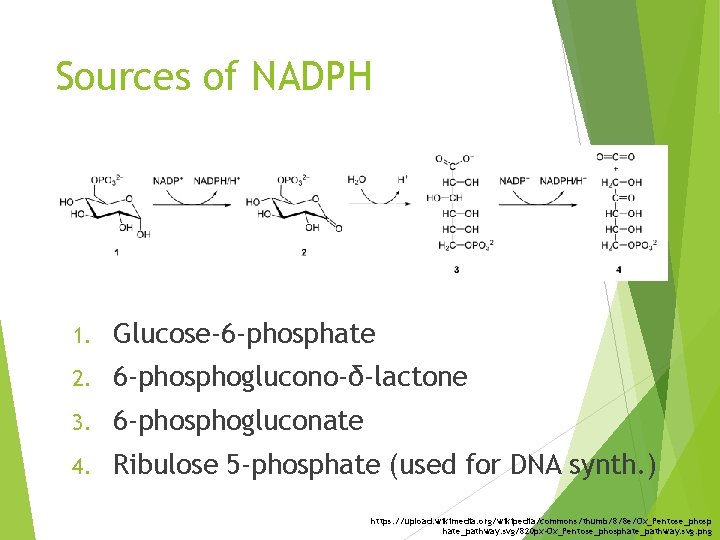 Sources of NADPH 1. Glucose-6 -phosphate 2. 6 -phosphoglucono-δ-lactone 3. 6 -phosphogluconate 4. Ribulose