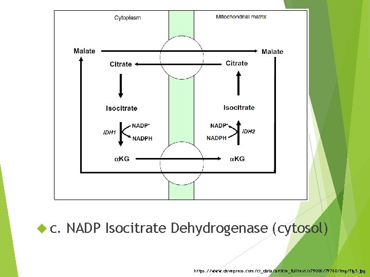  c. NADP Isocitrate Dehydrogenase (cytosol) https: //www. dovepress. com/cr_data/article_fulltext/s 79000/79760/img/fig 5. jpg 