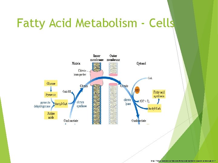 Fatty Acid Metabolism - Cells http: //www. namrata. co/de-novo-fatty-acid-synthesis-a-quick-revision-part-1/ 