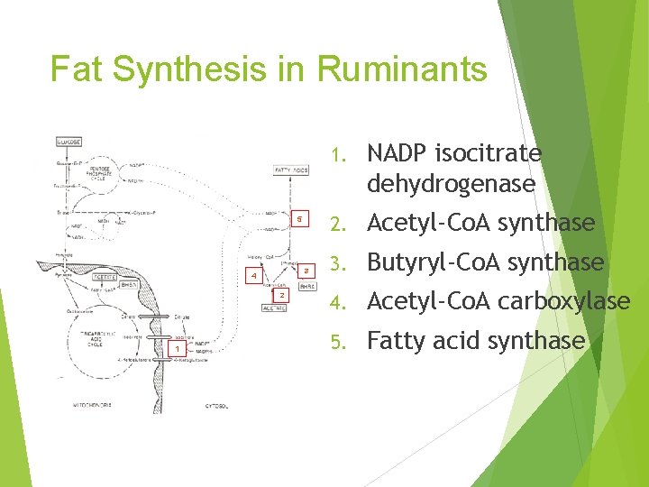 Fat Synthesis in Ruminants 5 3 4 2 1 1. NADP isocitrate dehydrogenase 2.