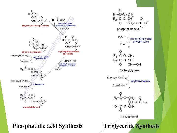 Phosphatidic acid Synthesis Triglyceride Synthesis 