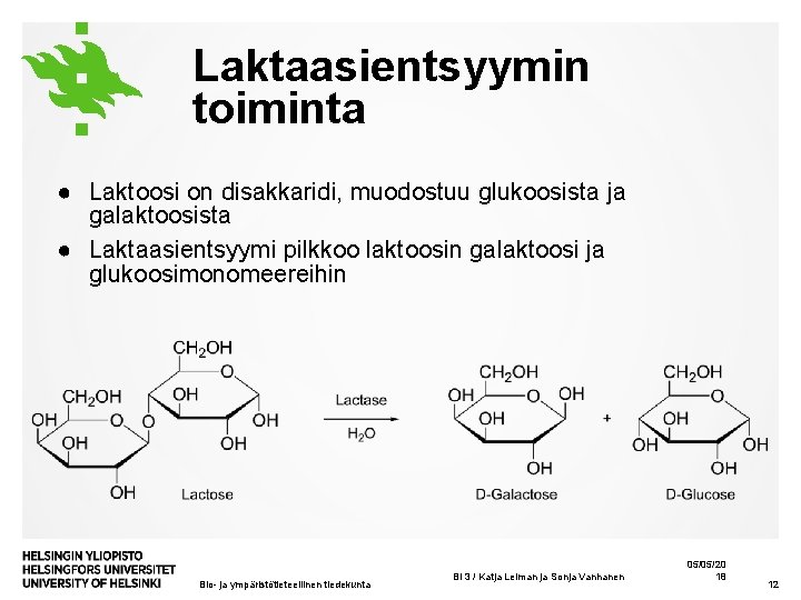 Laktaasientsyymin toiminta ● Laktoosi on disakkaridi, muodostuu glukoosista ja galaktoosista ● Laktaasientsyymi pilkkoo laktoosin