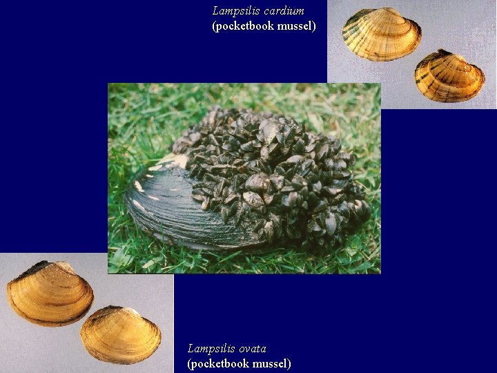 Lampsilis cardium (pocketbook mussel) Lampsilis ovata (pocketbook mussel) 