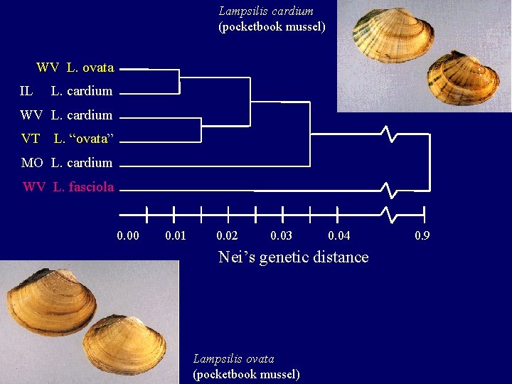 Lampsilis cardium (pocketbook mussel) WV L. ovata IL L. cardium WV L. cardium VT