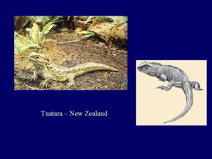 Tuatara – New Zealand 