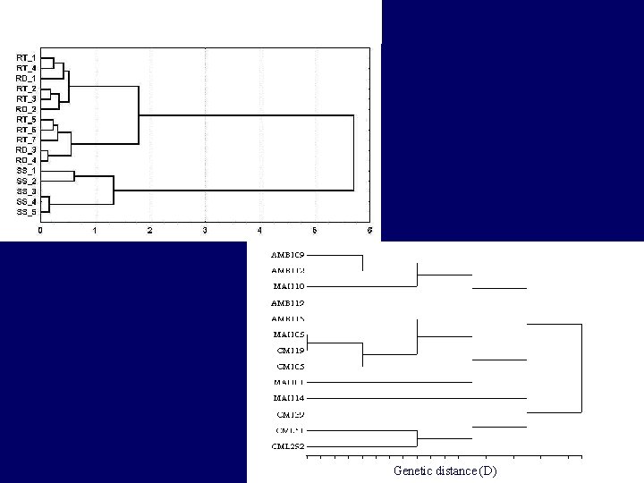 Genetic distance (D) 