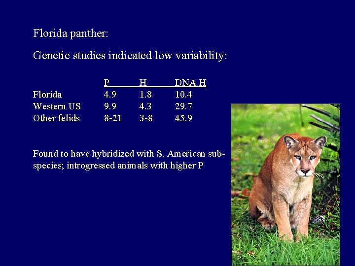 Florida panther: Genetic studies indicated low variability: Florida Western US Other felids P 4.