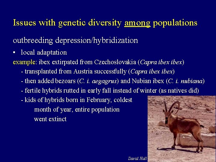 Issues with genetic diversity among populations outbreeding depression/hybridization • local adaptation example: ibex extirpated