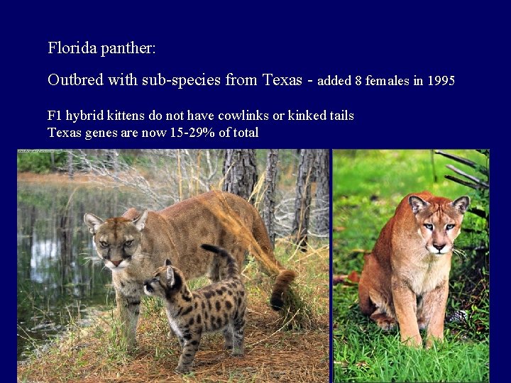 Florida panther: Outbred with sub-species from Texas - added 8 females in 1995 F