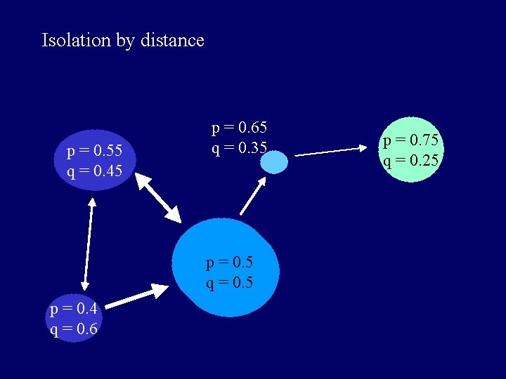 Isolation by distance p = 0. 55 q = 0. 45 p = 0.