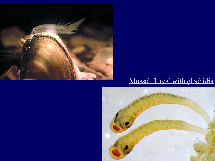 Isolation by distance Mussel ‘lures’ with glochidia 