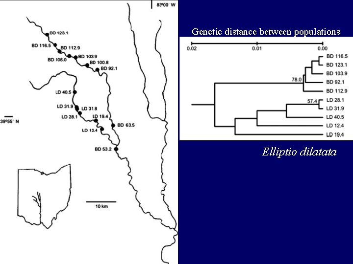 Genetic distance between populations Elliptio dilatata 