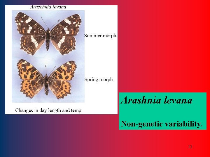 Arashnia levana Non-genetic variability. 12 