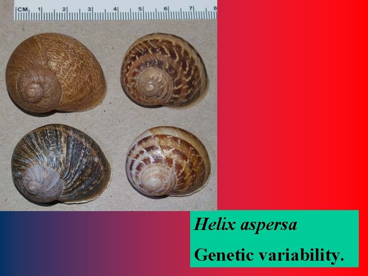 Helix aspersa Genetic variability. 13 