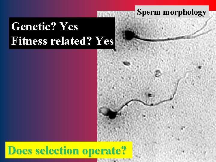 Sperm morphology Genetic? Yes Fitness related? Yes Does selection operate? 16 