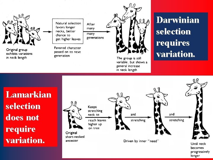 Darwinian selection requires variation. Lamarkian selection does not require variation. 18 