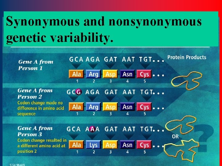 Synonymous and nonsynonymous genetic variability. 21 