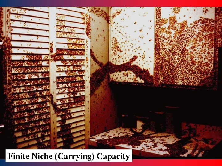 Finite Niche (Carrying) Capacity 24 