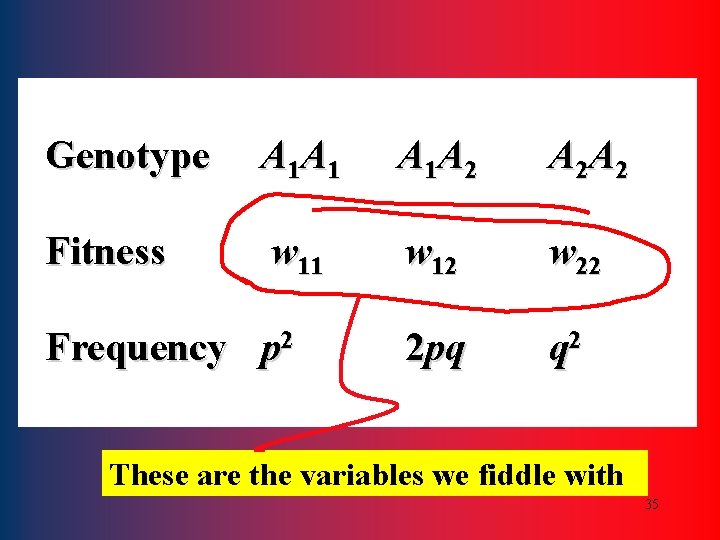 Genotype A 1 A 1 A 1 A 2 A 2 A 2 Fitness