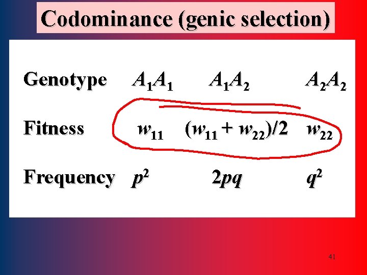 Codominance (genic selection) Genotype A 1 A 1 Fitness w 11 (w 11 +