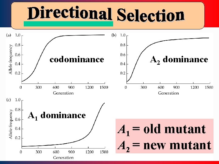 codominance A 1 dominance A 2 dominance A 1 = old mutant A 2