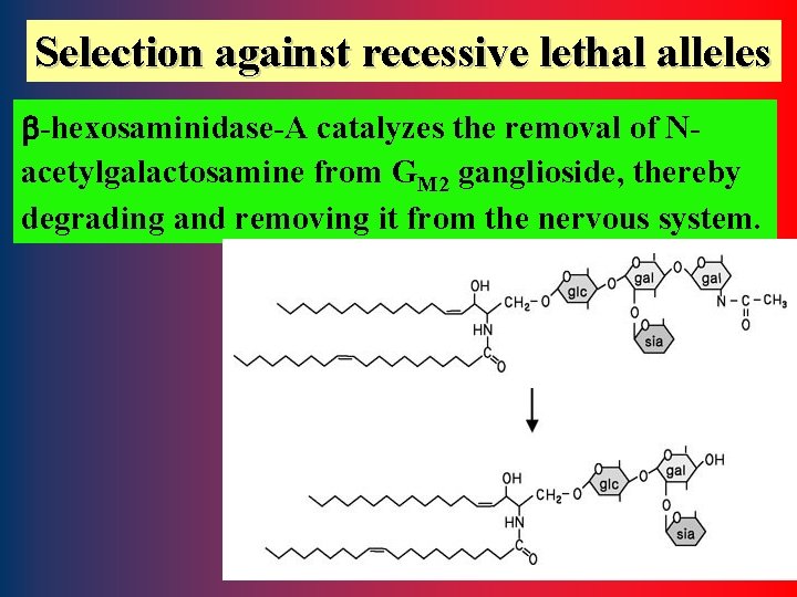 Selection against recessive lethal alleles b-hexosaminidase-A catalyzes the removal of Nacetylgalactosamine from GM 2