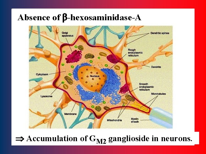 Absence of b-hexosaminidase-A Accumulation of GM 2 ganglioside in neurons. 51 