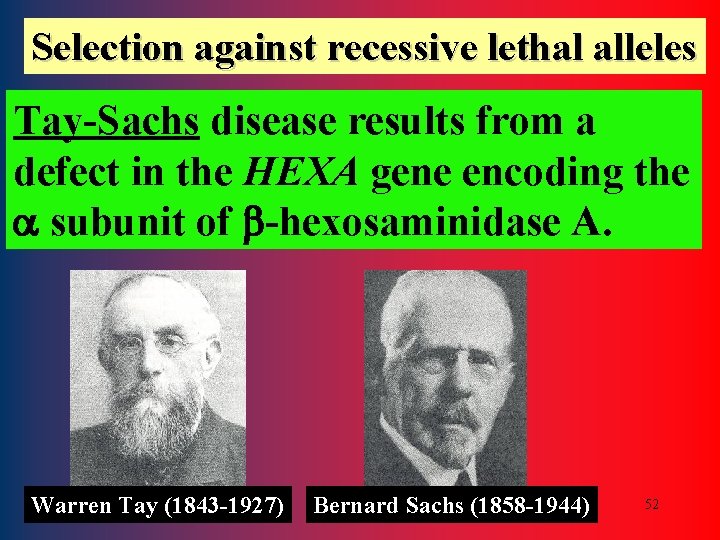 Selection against recessive lethal alleles Tay-Sachs disease results from a defect in the HEXA