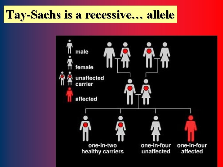 Tay-Sachs is a recessive… allele 53 