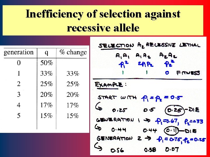 Inefficiency of selection against recessive allele 56 