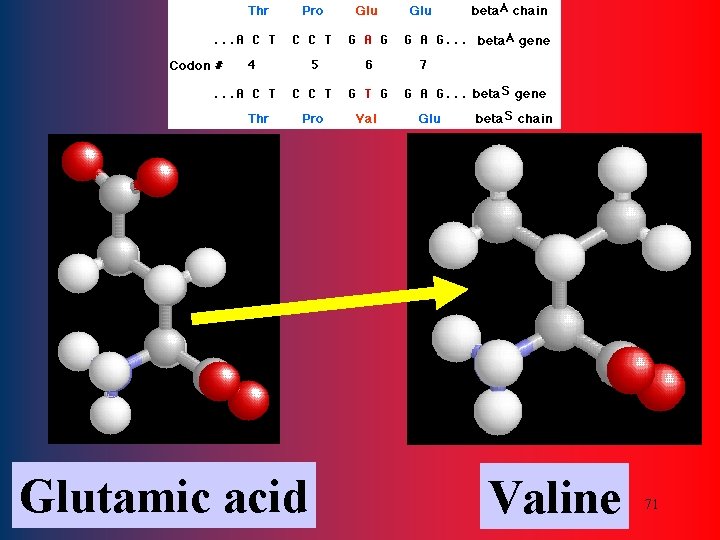 Glutamic acid Valine 71 