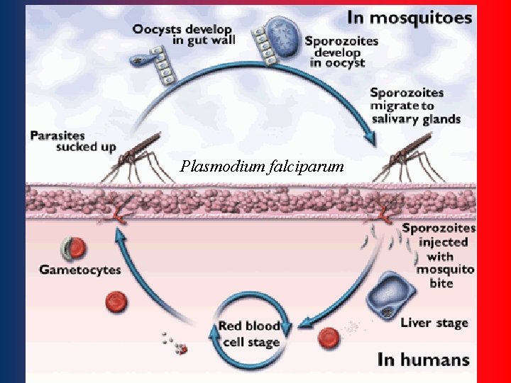 Plasmodium falciparum 85 