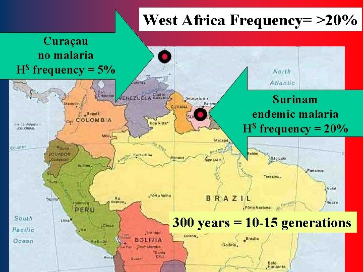 West Africa Frequency= >20% Curaçau no malaria HS frequency = 5% Surinam endemic malaria