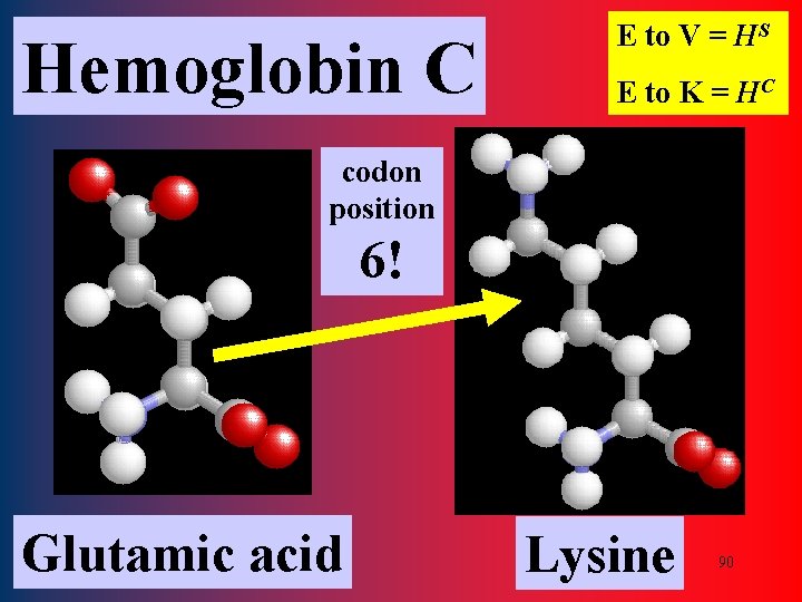 Hemoglobin C E to V = HS E to K = HC codon position