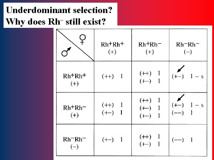 Underdominant selection? Why does Rh– still exist? 93 