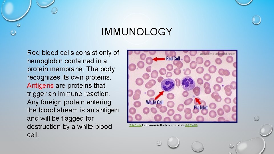 IMMUNOLOGY Red blood cells consist only of hemoglobin contained in a protein membrane. The