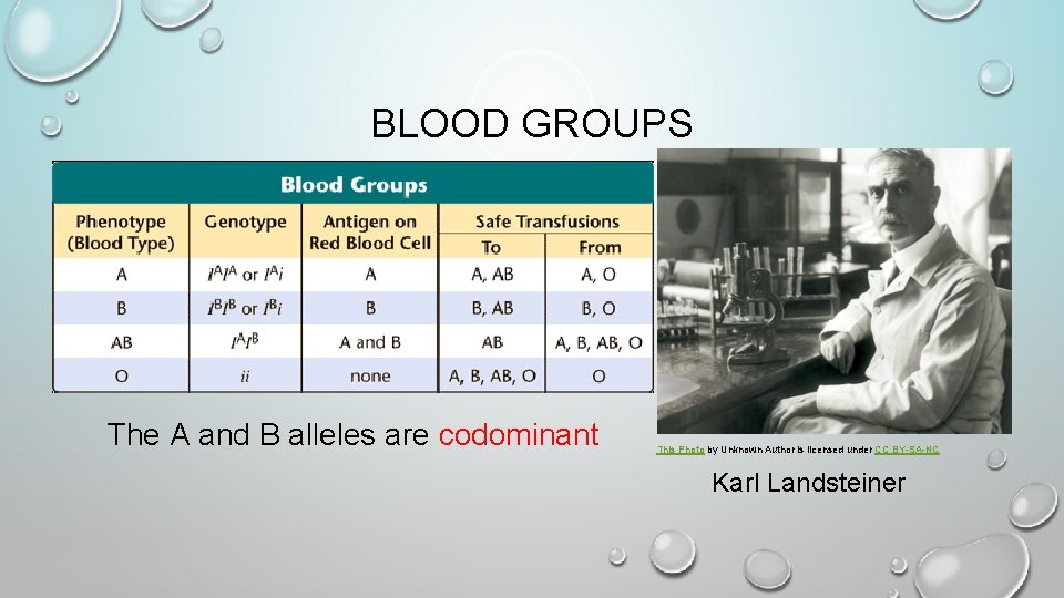 BLOOD GROUPS The A and B alleles are codominant This Photo by Unknown Author