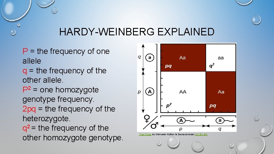 HARDY-WEINBERG EXPLAINED P = the frequency of one allele q = the frequency of
