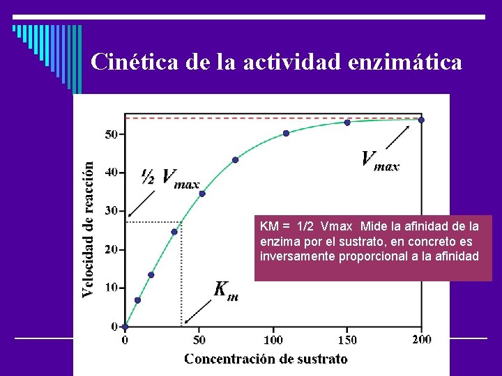 Cinética de la actividad enzimática KM = 1/2 Vmax Mide la afinidad de la