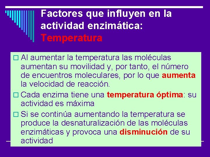 Factores que influyen en la actividad enzimática: Temperatura o Al aumentar la temperatura las