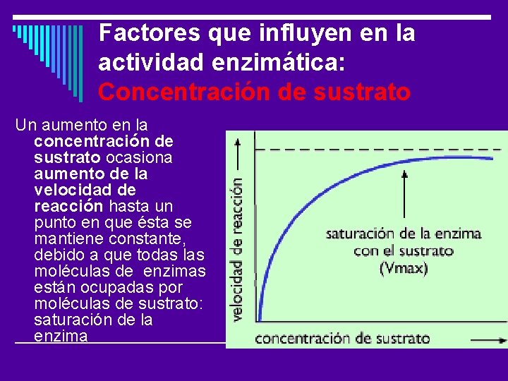 Factores que influyen en la actividad enzimática: Concentración de sustrato Un aumento en la