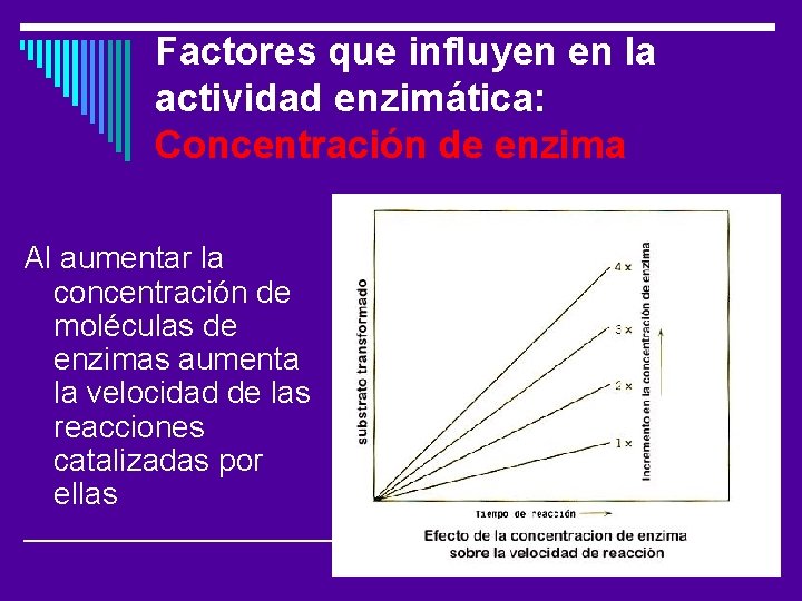 Factores que influyen en la actividad enzimática: Concentración de enzima Al aumentar la concentración