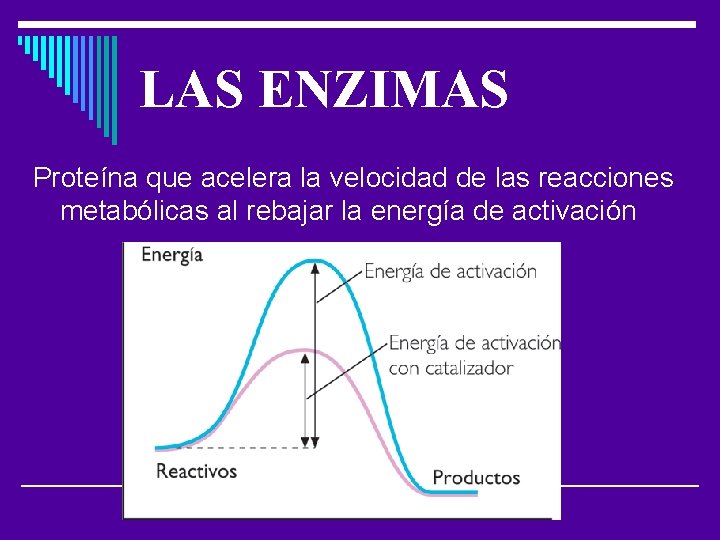 LAS ENZIMAS Proteína que acelera la velocidad de las reacciones metabólicas al rebajar la