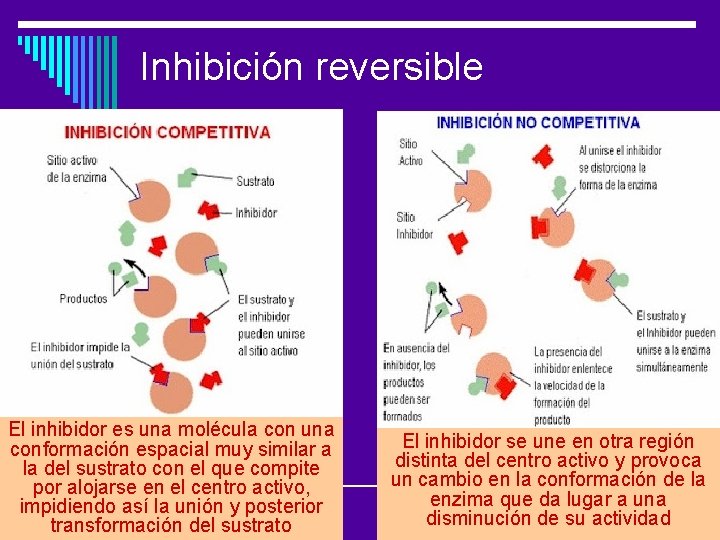 Inhibición reversible El inhibidor es una molécula con una conformación espacial muy similar a