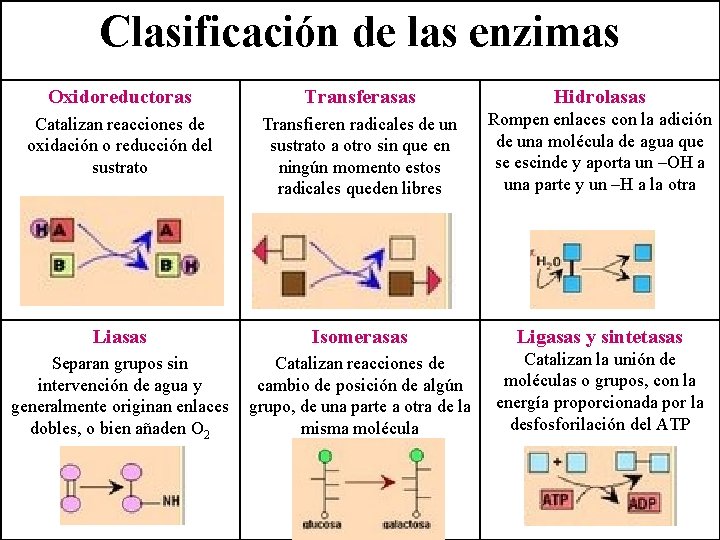 Clasificación de las enzimas Oxidoreductoras Transferasas Hidrolasas Catalizan reacciones de oxidación o reducción del
