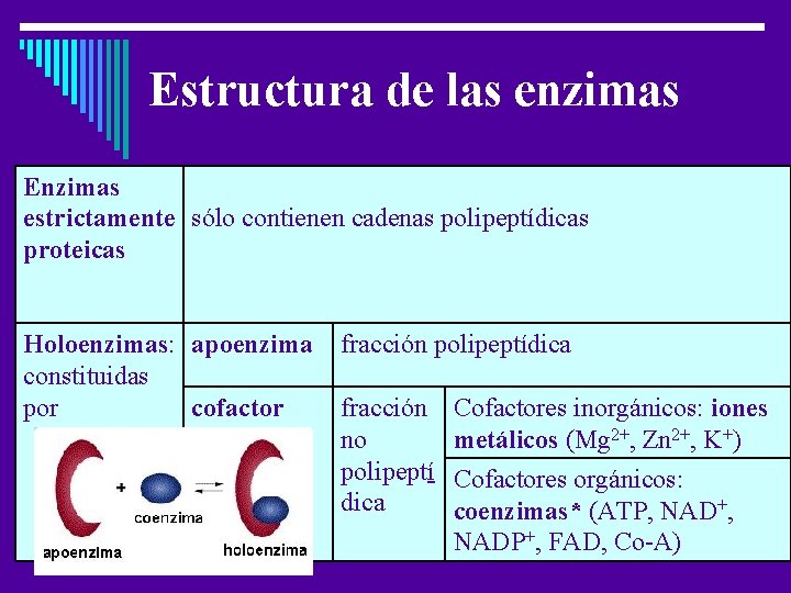 Estructura de las enzimas Enzimas estrictamente sólo contienen cadenas polipeptídicas proteicas Holoenzimas: apoenzima constituidas