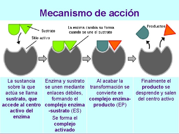 Mecanismo de acción La sustancia Enzima y sustrato Al acabar la sobre la que