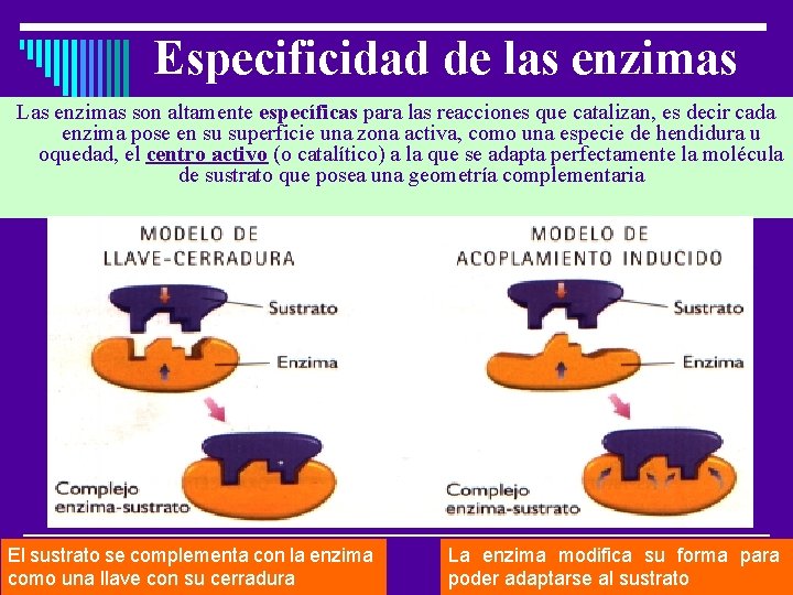Especificidad de las enzimas Las enzimas son altamente específicas para las reacciones que catalizan,